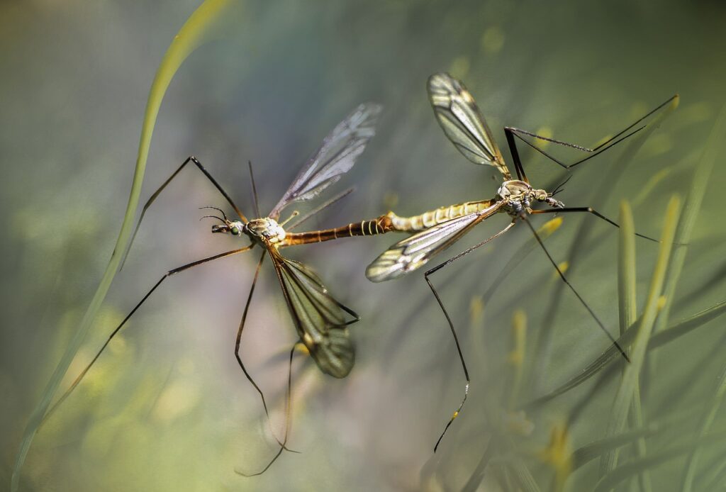 Mosquito story