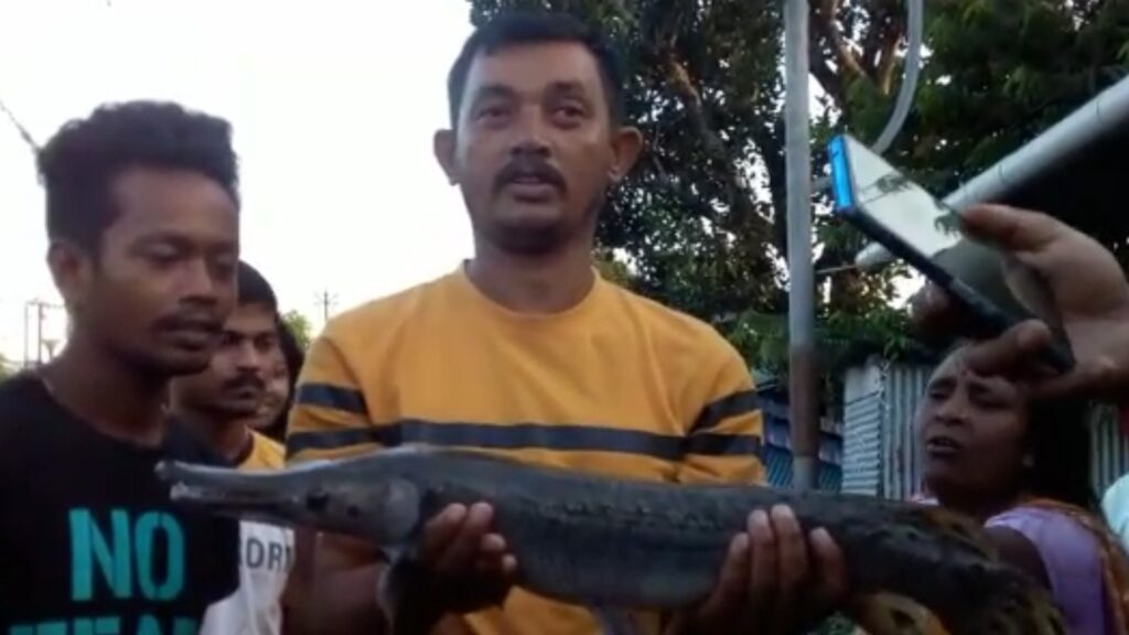 Rare fish rescued from Jalpaiguri Karla river