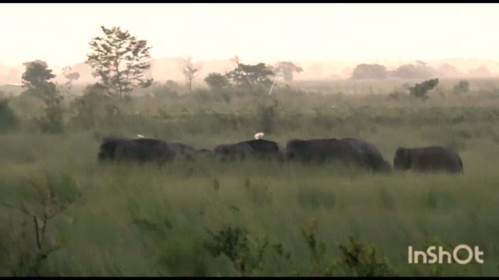 A group of twenty elephants left the Baikanthapur forest and gradually headed towards the locality