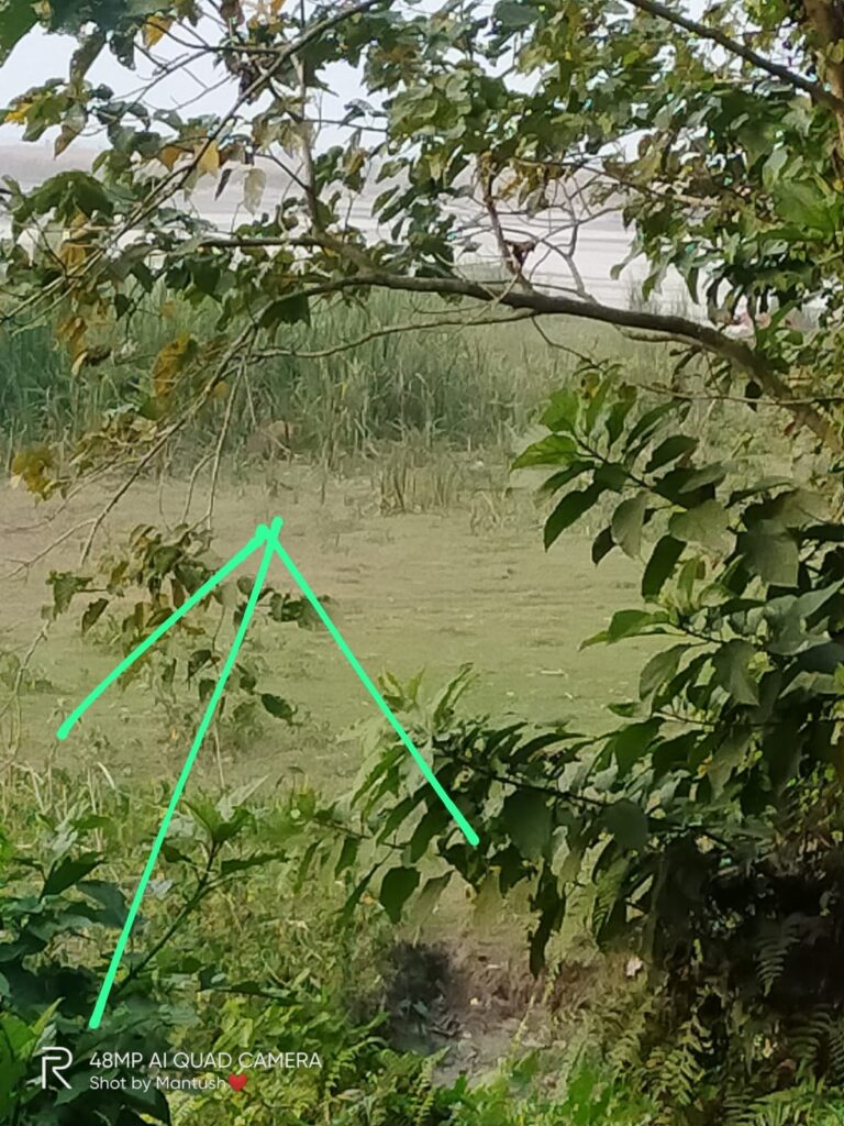 Tiger terror in Jalpaiguri