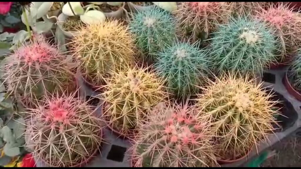 Jalpaiguri private flower fair is also full of exhibitions and sales