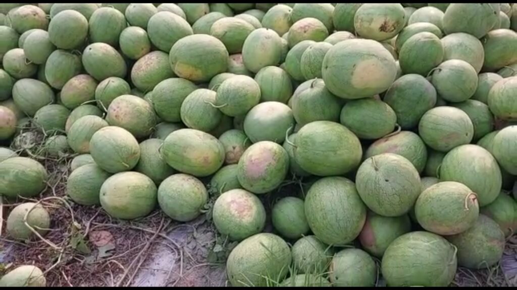 Watermelon of Thailand in Jalpaiguri