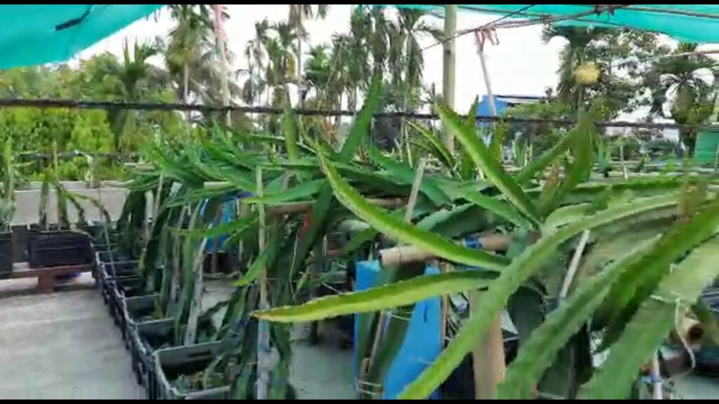 Retired army personnel set an example by creating a dragon fruit roof garden