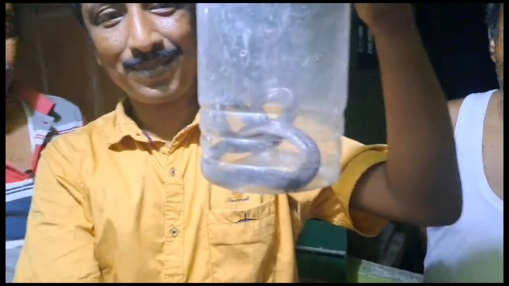 Black Krait or Krishna Kalach snake was recovered from Jalpaiguri town