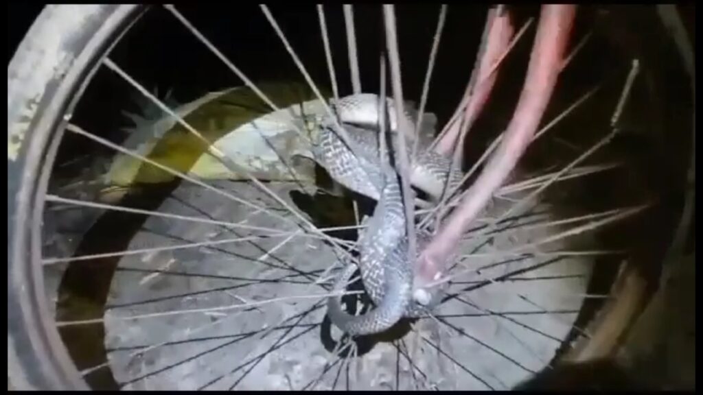 Gokhro twisted the wheel of the bicycle and lifted the hood the rider dropped the bicycle and ran away