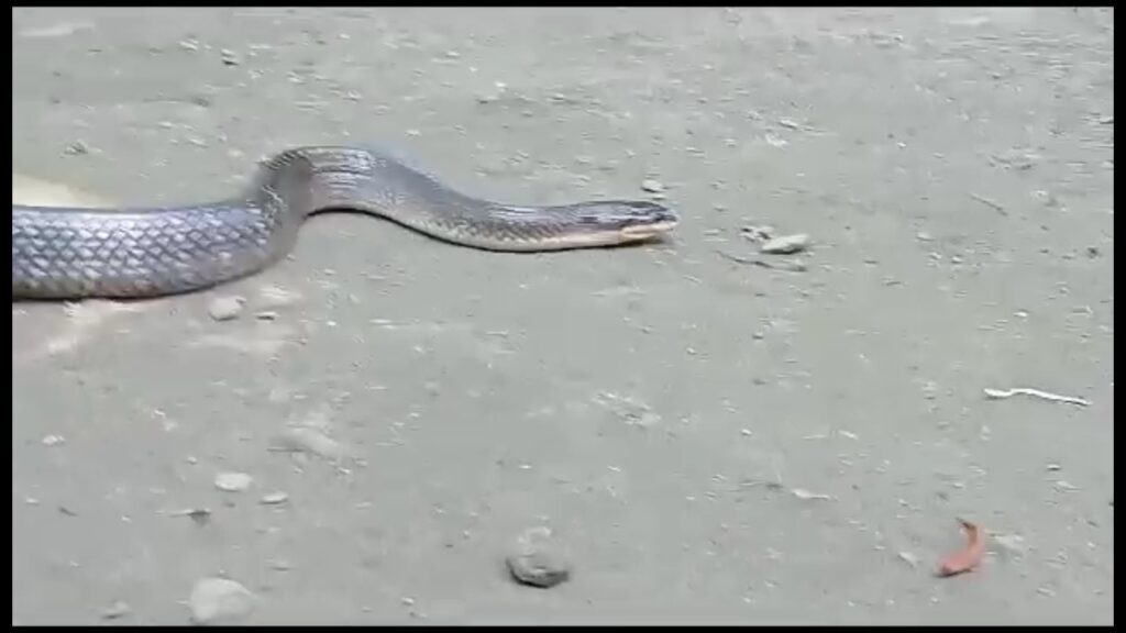Venomous sindhu kalach snake than Krishna kalach rescued in Jalpaiguri