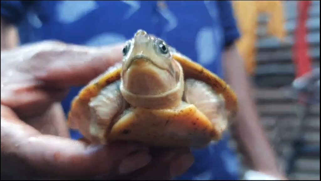 A school student sent a message of awareness by handing over the turtle caught to the forest department