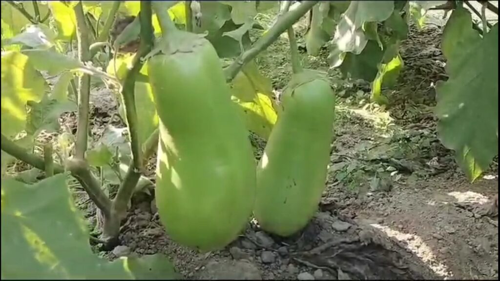 An eggplant weighs 800 grams to 2 kg!