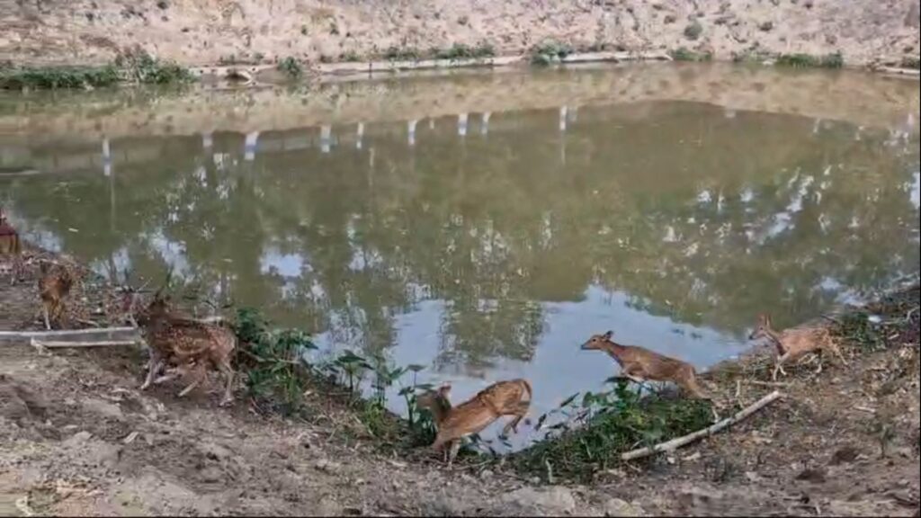 Two deer died in Deer Park due to lack of treatment;
Angry animal lovers