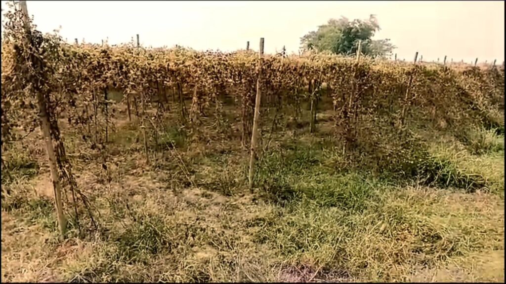 Scorching: Burning seedlings of almonds and other crops