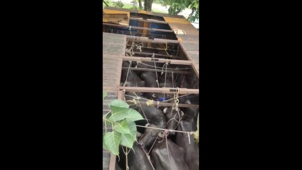 Alleged smuggling of monkeys hidden in containers