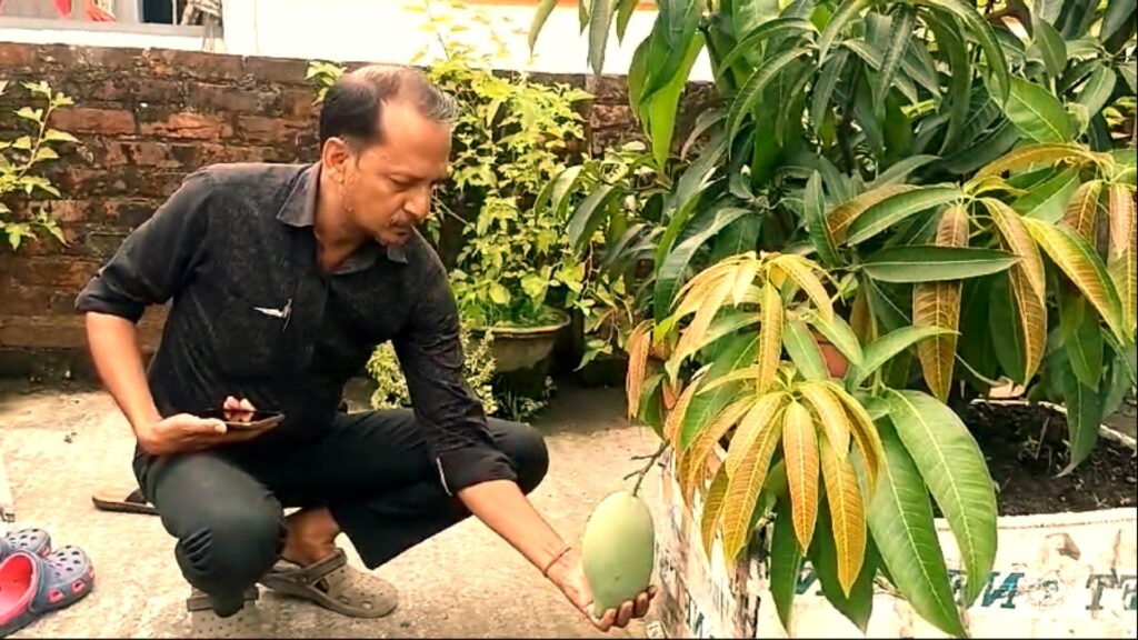 Mangoes of Thailand are growing in Jalpaiguri