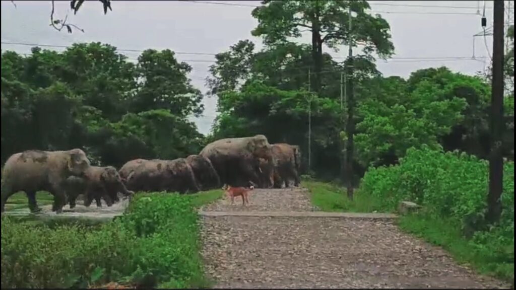 Very heavy rain; A herd of wild elephants heading towards the city