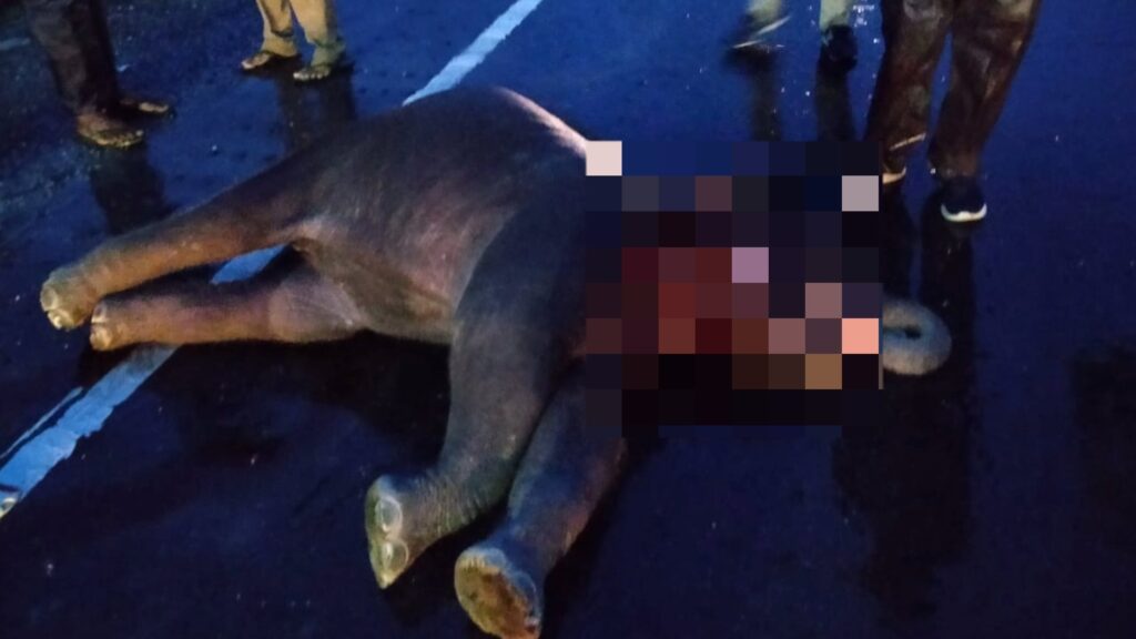 Baby elephant seriously injured hit by car Ghazaldoba Canal Road