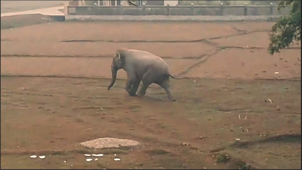 Wild elephant rampage in Dooars; Moment of panic at resort