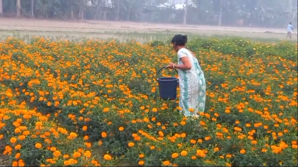 New possibilities in marigold cultivation; smiles on farmers' faces
