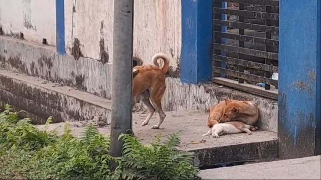 Mata Dittiyang Next To Dead Chick Waiting; Heartbreaking Scene In Jalpaiguri