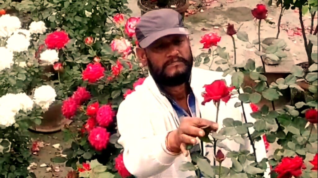 The kingdom of roses in the rooftop garden; A unique example of Ashok Babu of Siliguri