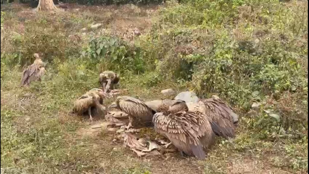 Himalayan vultures appear on plains in the winter; environmentalists are excited