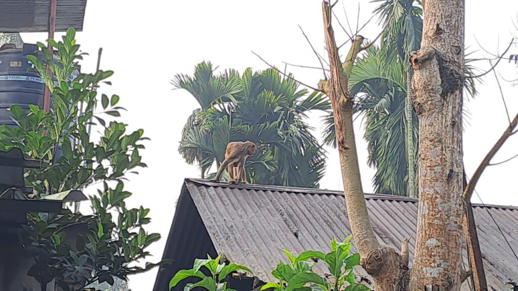 Residents of Patkata Colony in Jalpaiguri are worried about monkey infestation