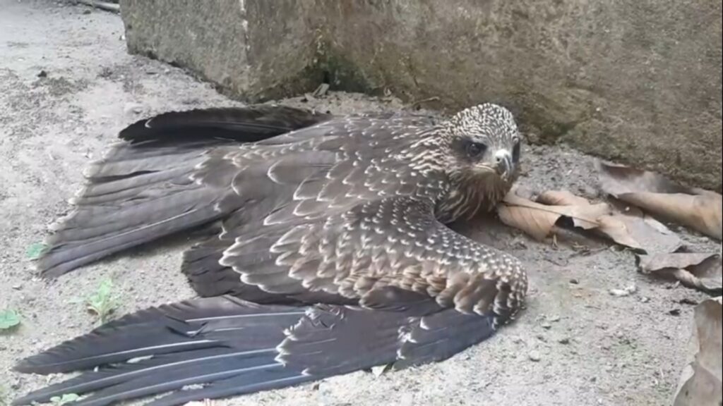 Birds in danger from mobile tower radiation! Sick eagle rescued in Jalpaiguri