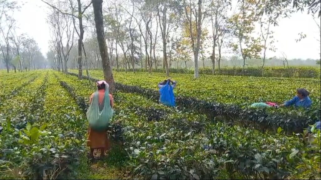The long wait is over; a shower of relief in the tea gardens!