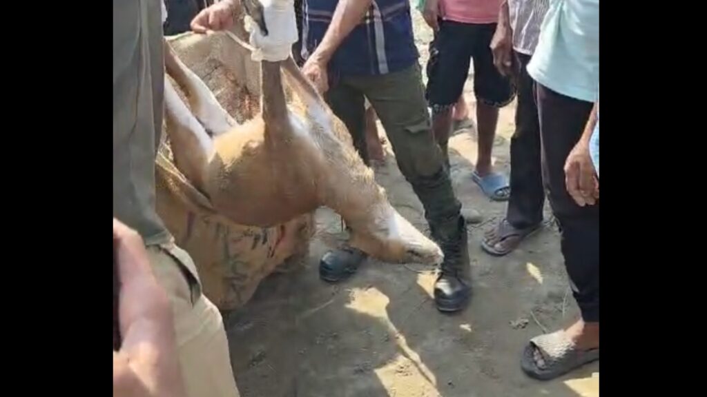 Deer dies suddenly on quiet morning in Dooars