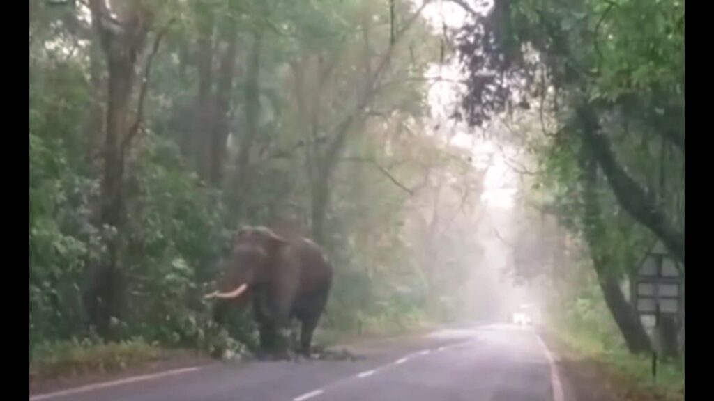 Tourists in Dooars are surprised – 'Gajraj Darshan' on the side of the national highway before the safari!