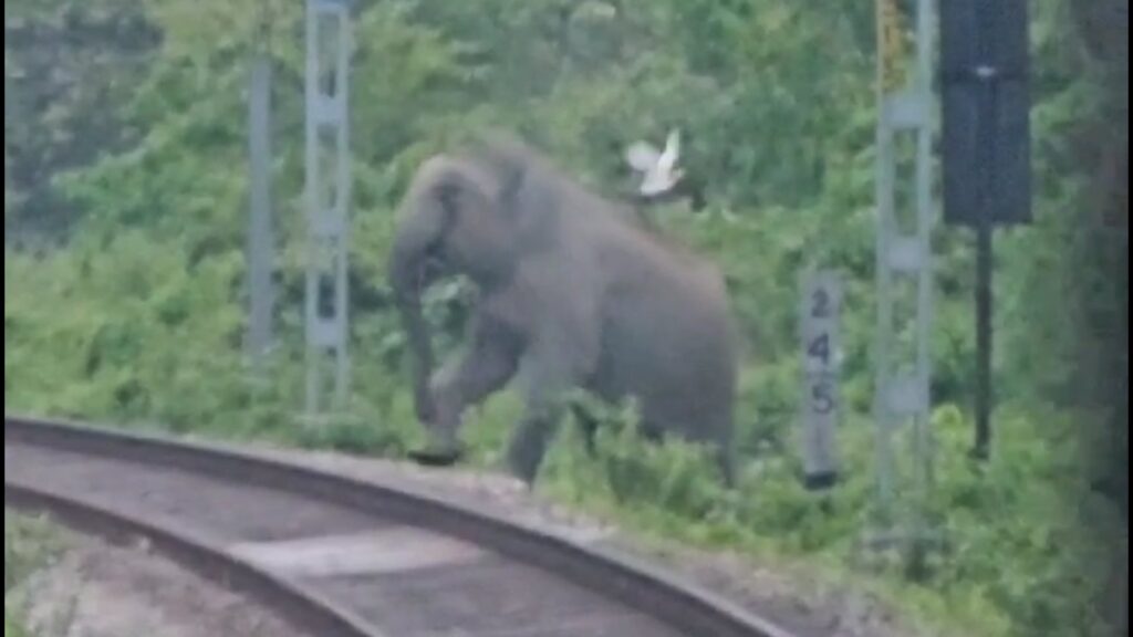 Elephant saved in Dooars forest due to driver's action