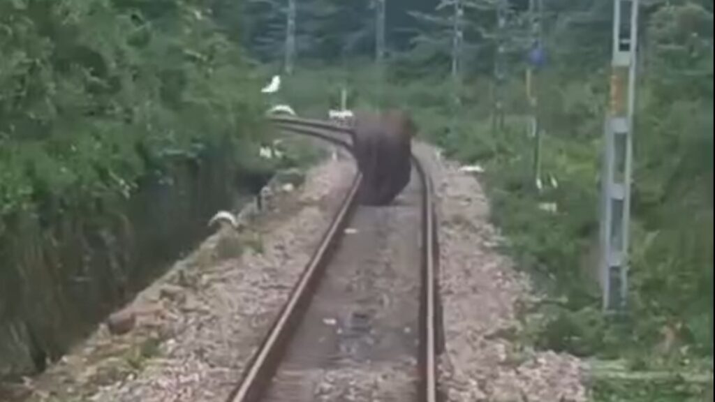 Elephants again on railway tracks in Dooars; Drivers' actions save lives; Environmentalists happy