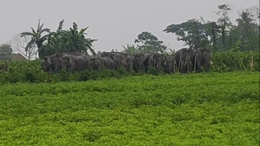 A herd of 25 elephants in Teesta Char; Takimari residents in panic