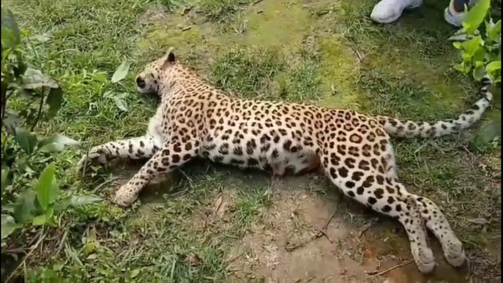 Leopard carcass recovered from tea garden; workers in panic — tension in Naxalbari