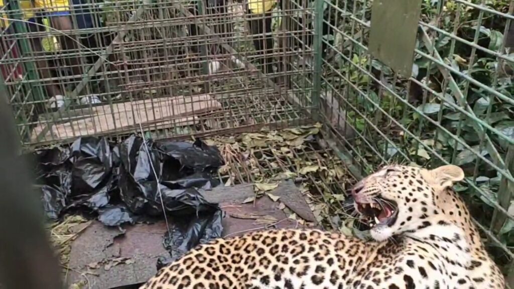 Adult leopard caged again in Kalabari tea garden in Dooars