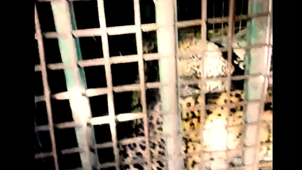 Leopard caged again in Dooars; relief returns to residents of Samsingh tea garden