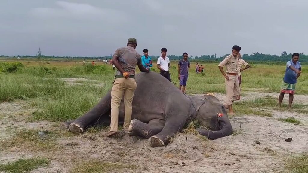 Elephant dies after being struck by lightning in Dooars; body recovered from Jaldhaka riverbank