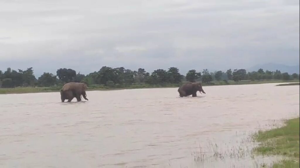 Elephant rampage in Jalpaiguri; houses vandalized crops destroyed; villagers in panic