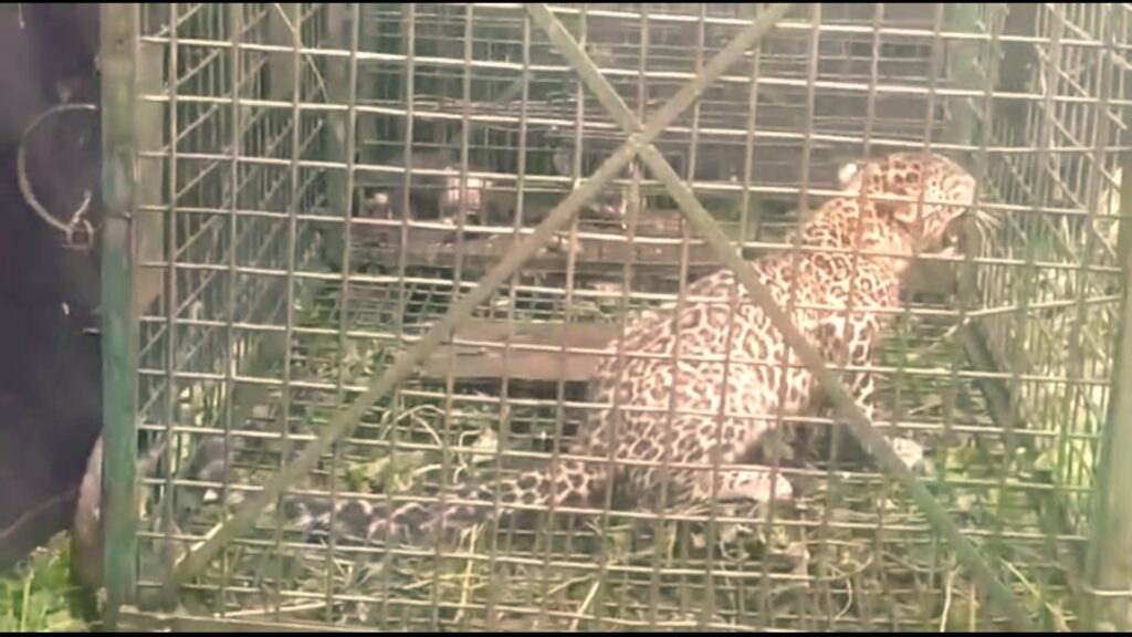 Leopard in cage again in Kalabari tea garden; Though panic has subsided workers' concerns are growing
