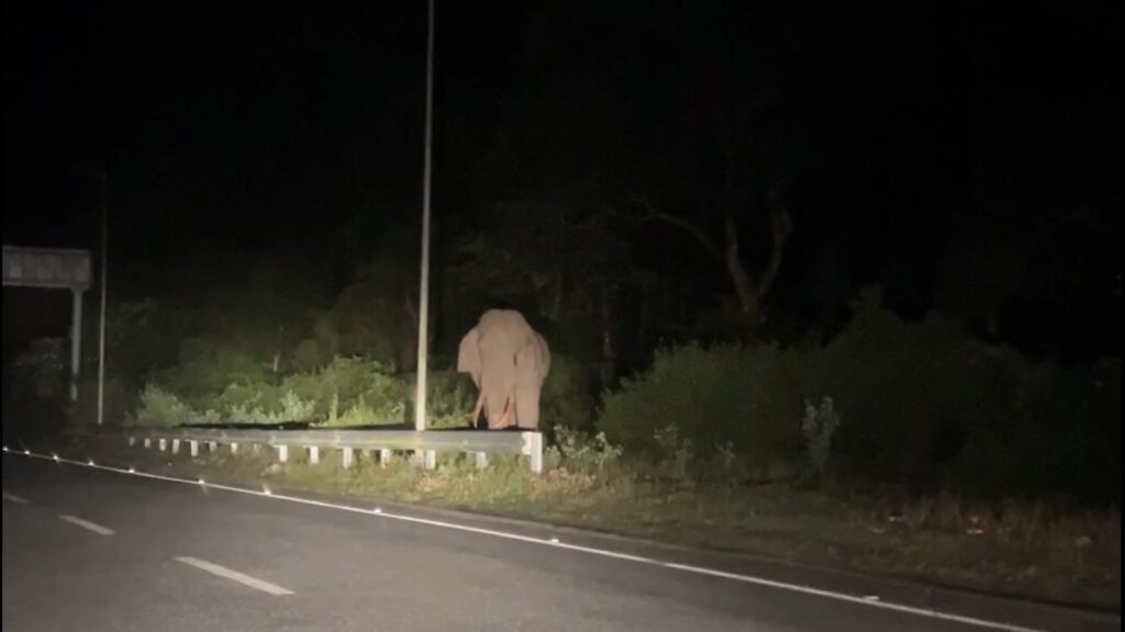 Elephant suddenly appears in the dark of night near flyover in Dooars